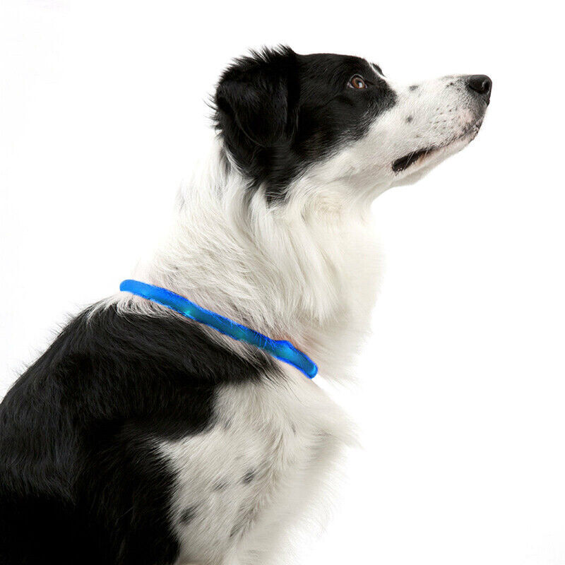 Rechargeable Night LED Dog Collar USB Glow Flashing Light Up Pet Collars Safety-Blue-Diameter Length-70cm ( DzTest )